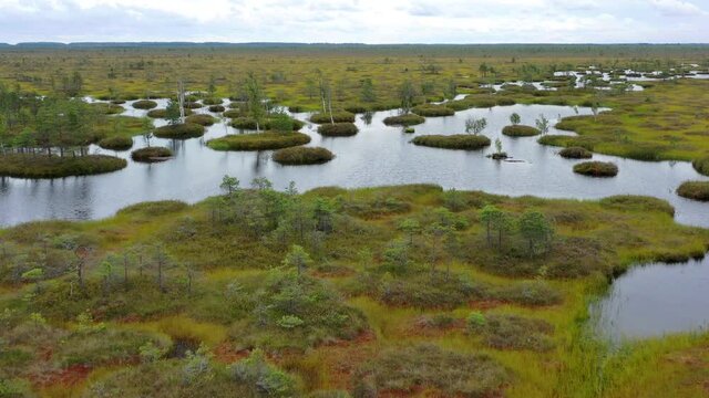 Top view of the marshy landscape. Flying over picturesque landscape. View of a remote bog and forest on a sunny day.