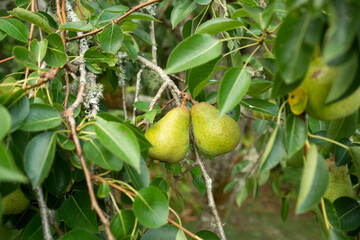 Packham pears trees