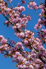 Spring mood - a beautiful lush blooming decorative Sakura (lat. Prunus serrulata) branch with delicate pink petals against the blue sky