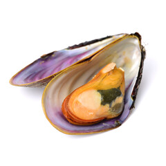 Fresh mussel on white background