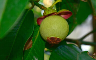 Mangosteen is still small and growing.