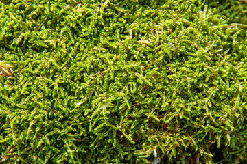 Long forest green moss close-up. Background image