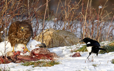 Common Buzzard (Buteo buteo) and magpie (Pica pica) feeding on Carrion // Mäusebussard  und...