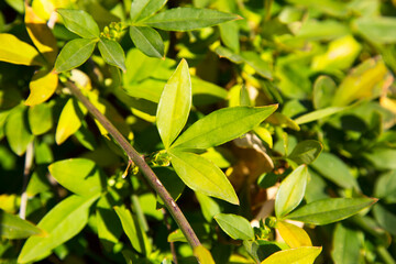 Obraz premium yellow jasmine leaves on a branch in the garden, green natural background, bright green young leaves, early spring