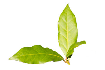 Fototapeta premium Green Bay leaf on a white background isolate, spices ingredients the background, the young leaves of the Laurel tree