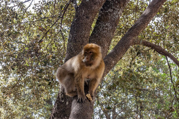 japanese macaque sitting on a tree