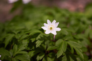 White spring flowers, snowdrops in the forest. Anemone nemorosa - wood anemone, windflower, thimbleweed, and smell fox. Romantic soft gentle artistic image.