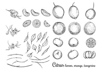 Lemon, Orange and Tangerine. Ripe citrus. Set of elements for design. Graphic drawing, engraving style. Vector illustration.