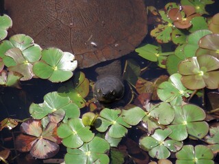 Turtle in pond