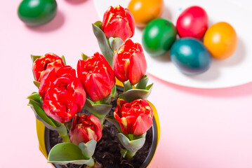 Red fresh tulips and colored Easter eggs on pink background