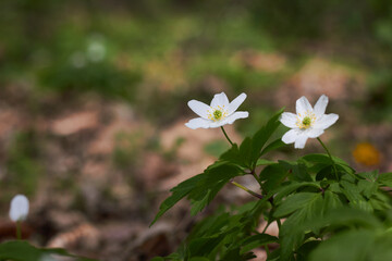 White spring flowers, snowdrops in the forest. Anemone nemorosa - wood anemone, windflower, thimbleweed, and smell fox. Romantic soft gentle artistic image.