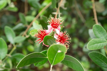 Feijoa flowers blooming in summer time