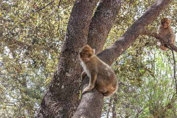 squirrel in the tree