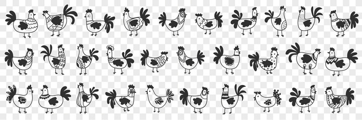 Hens and roosters doodle set. Collection of hand drawn dark silhouettes of farm chickens hens and roosters in rows for agriculture on farmlands isolated on transparent background