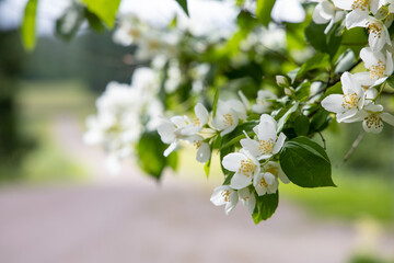 Jasmin flower