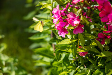 Yellow butterfly flying among pink flowers