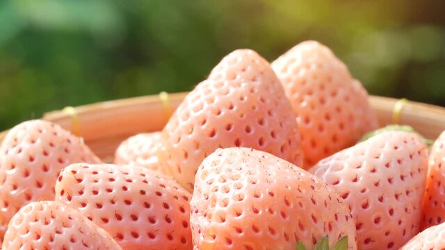 White strawberry and Red strawberry in basket on wooden background ,Fresh white strawberry, Japan fresh white strawberries.