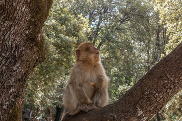 japanese macaque on a tree