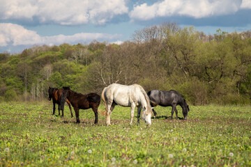 Fototapeta premium Wild free horses eating and walking in Pirin mountain, Bulgraia. Moving around.