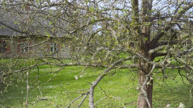 Old fruit tree on the background of a one-story rural house in early spring on a sunny day. Gauia National Park. Latvia
