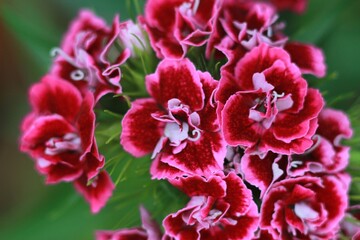 Dark Red Carnations
