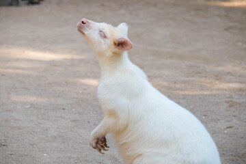 Closeup of a Red-necked Wallaby white albino female, kangaroo (Macropus rufogriseus)