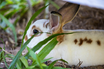 Close-up of a wild small rabbit sitting in the meadow.
