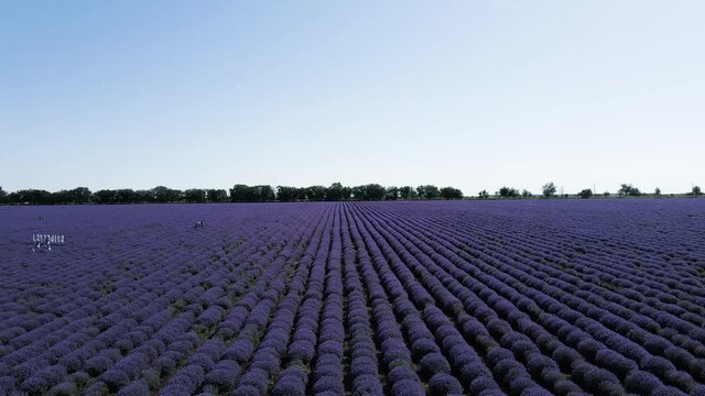 Lavender fields in Valensole Provence in France - travel photography