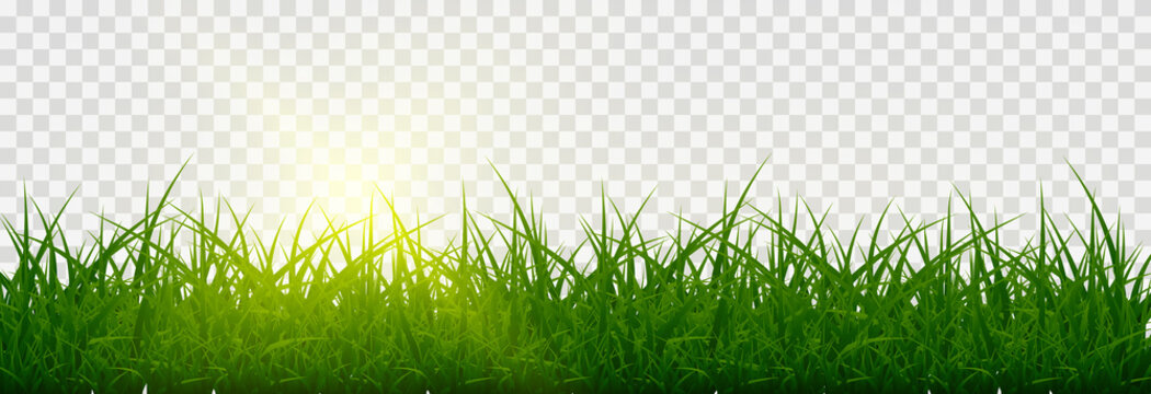 Download grass png png images background  TOPpng