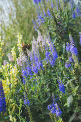 flowers of lavender