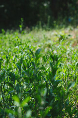 green leaves in the forest