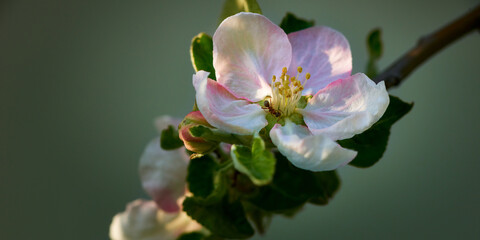 Fototapeta na wymiar Pink flower of the apple tree with ant in sunset light in springtime.