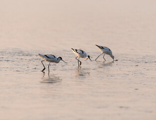 Pied avocet searching for food on beach