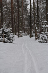 Ski track in the forest among the trees