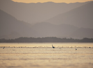 birds stand in wetland in sunrise