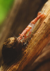 Shrimp in freshwater aquarium. Neocaridina davidi or Rili shrimp.