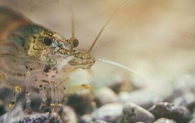 Macro shot of Freshwater Amano shrimp. Caridina multidentata.