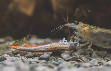 Amano shrimps eating dead neon fish.