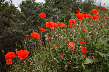 Field of red poppy flowers on a background of bushes