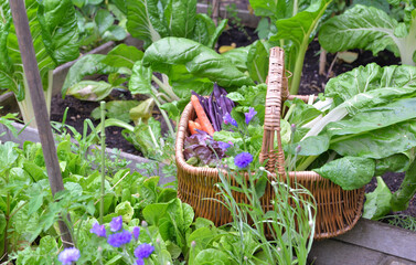 fresh vegetable in a wicker basket  in a little  vegetable garden