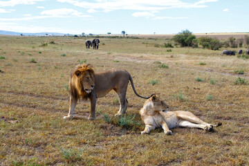 Lion (Panthera leo) love couple spending several days together on the plains of the Masai Mara National Reserve in Kenya