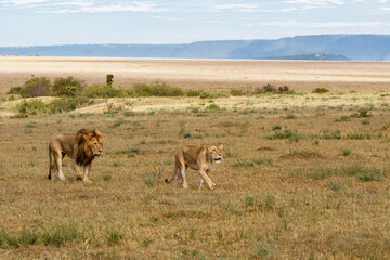 Lion (Panthera leo) love couple spending several days together on the plains of the Masai Mara National Reserve in Kenya