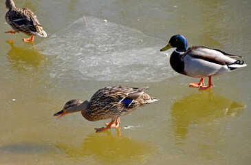 Wild ducks at the lake in winter time