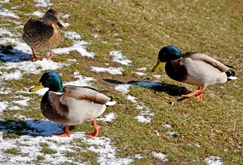 Wild ducks in winter time
