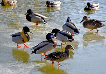 Wild ducks at the lake in winter time