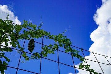 ハートのつたとゴーヤ　沖縄