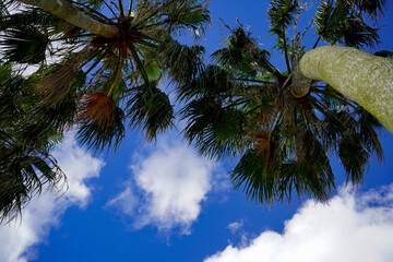 ヤシの下から見た青空