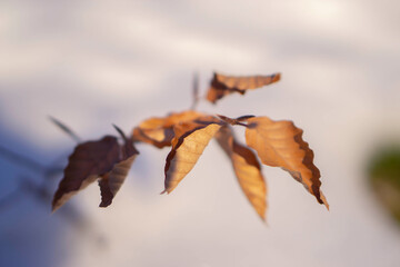 Zweig mit vertrockneten Bl&auml;ttern im Schnee