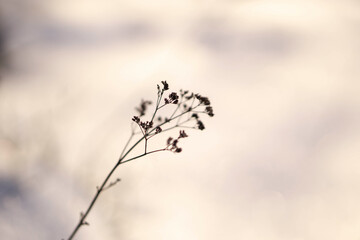 Verdorrte Blume im verschneiten Wald 