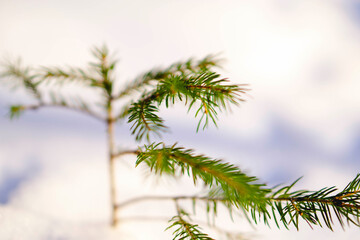 Nadelzweig am verschneiten Waldboden